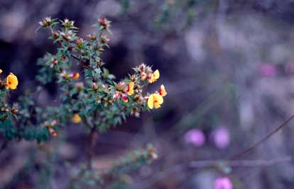 APII jpeg image of Pultenaea costata  © contact APII