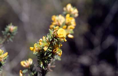 APII jpeg image of Pultenaea daltonii  © contact APII