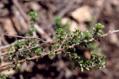 APII jpeg image of Pultenaea densifolia  © contact APII