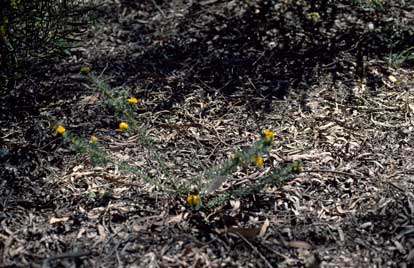 APII jpeg image of Pultenaea echinula  © contact APII