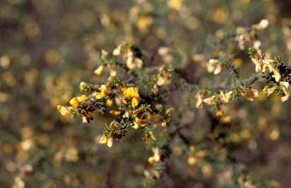 APII jpeg image of Pultenaea graveolens  © contact APII