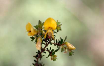 APII jpeg image of Pultenaea hispidula  © contact APII