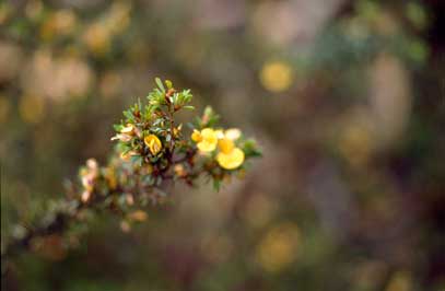 APII jpeg image of Pultenaea hispidula  © contact APII