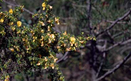 APII jpeg image of Pultenaea hispidula  © contact APII