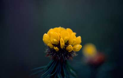 APII jpeg image of Pultenaea stipularis  © contact APII