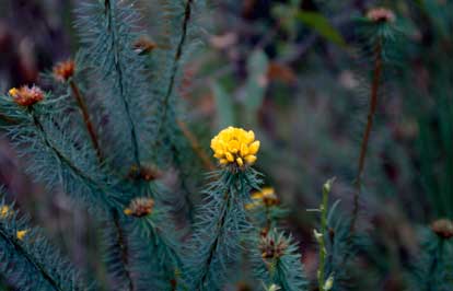 APII jpeg image of Pultenaea stipularis  © contact APII