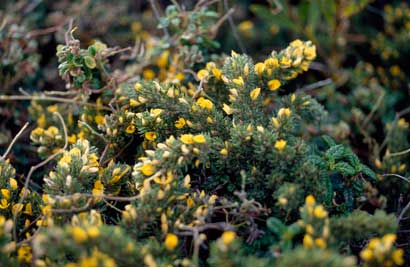 APII jpeg image of Pultenaea tenuifolia  © contact APII