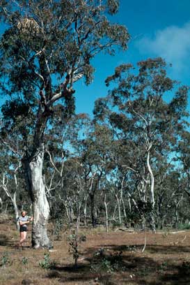 APII jpeg image of Eucalyptus tereticornis  © contact APII