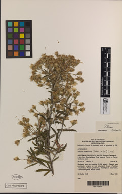 APII jpeg image of Olearia erubescens  © contact APII