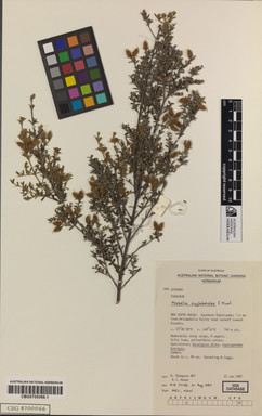 APII jpeg image of Mirbelia oxylobioides  © contact APII