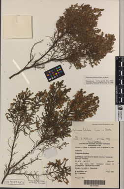 APII jpeg image of Pultenaea foliolosa  © contact APII