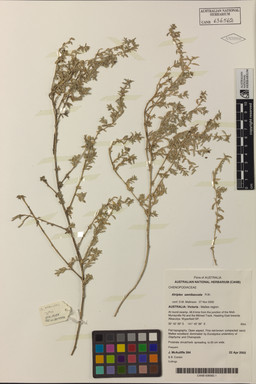 APII jpeg image of Atriplex semibaccata  © contact APII