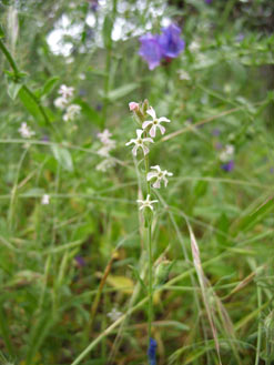 APII jpeg image of Silene gallica var. gallica  © contact APII