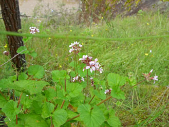 APII jpeg image of Pelargonium australe  © contact APII