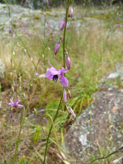 APII jpeg image of Arthropodium fimbriatum  © contact APII