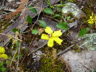 APII jpeg image of Goodenia hederacea subsp. hederacea  © contact APII