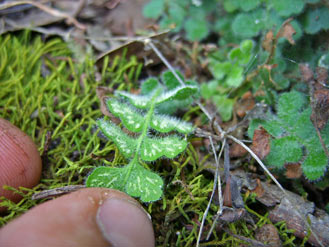 APII jpeg image of Pleurosorus rutifolius  © contact APII