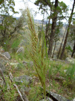 APII jpeg image of Austrostipa densiflora  © contact APII