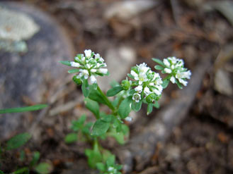 APII jpeg image of Poranthera microphylla  © contact APII