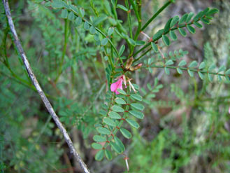 APII jpeg image of Indigofera adesmiifolia  © contact APII