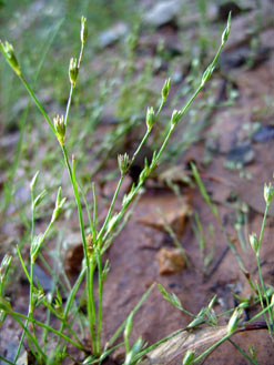 APII jpeg image of Juncus bufonius  © contact APII