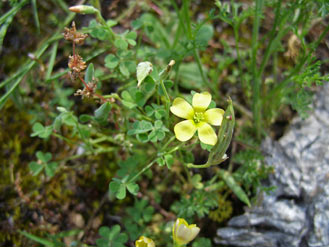 APII jpeg image of Oxalis perennans  © contact APII