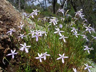 APII jpeg image of Isotoma axillaris  © contact APII