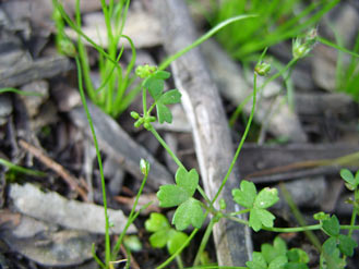 APII jpeg image of Hydrocotyle foveolata  © contact APII