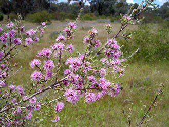 APII jpeg image of Kunzea parvifolia  © contact APII