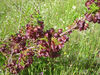 APII jpeg image of Dodonaea boroniifolia  © contact APII