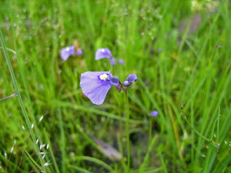 APII jpeg image of Utricularia dichotoma  © contact APII