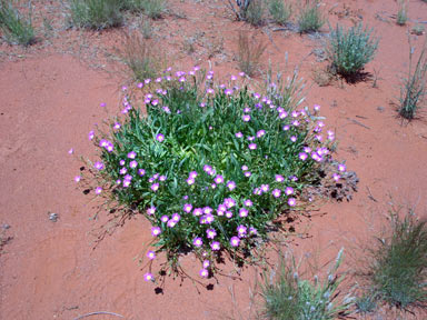 APII jpeg image of Calandrinia  © contact APII