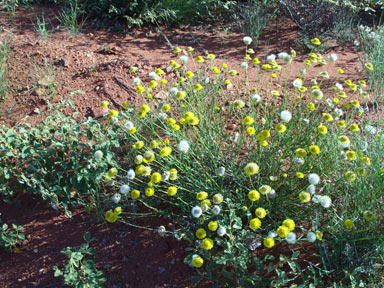 APII jpeg image of Leucochrysum stipitatum  © contact APII