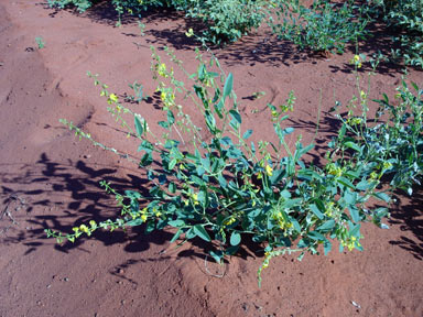 APII jpeg image of Crotalaria eremaea  © contact APII