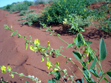 APII jpeg image of Crotalaria eremaea  © contact APII