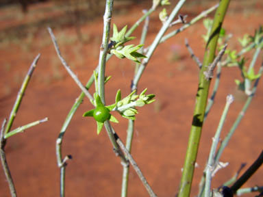 APII jpeg image of Spartothamnella teucriiflora  © contact APII