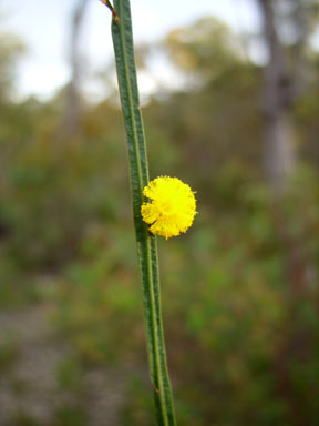 APII jpeg image of Acacia applanata  © contact APII