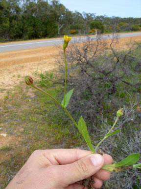 APII jpeg image of Hedypnois rhagadioloides  © contact APII