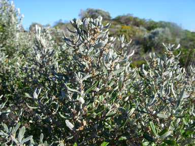 APII jpeg image of Olearia axillaris  © contact APII