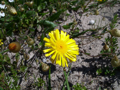 APII jpeg image of Podolepis aristata subsp. aristata  © contact APII