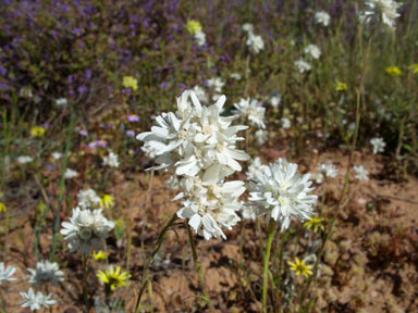 APII jpeg image of Cephalipterum drummondii  © contact APII