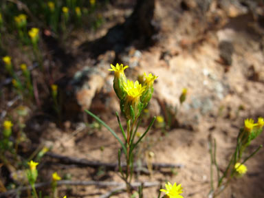 APII jpeg image of Erymophyllum tenellum  © contact APII