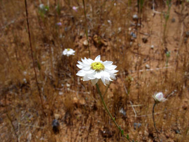 APII jpeg image of Rhodanthe chlorocephala  © contact APII