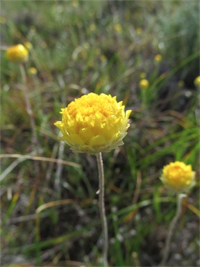 APII jpeg image of Leucochrysum molle  © contact APII