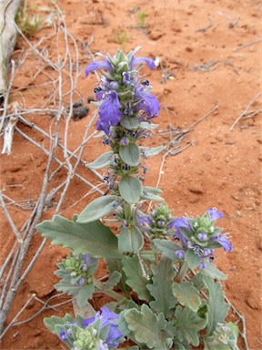 APII jpeg image of Ajuga australis  © contact APII