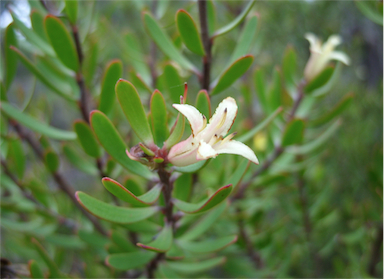 APII jpeg image of Persoonia muelleri subsp. muelleri  © contact APII