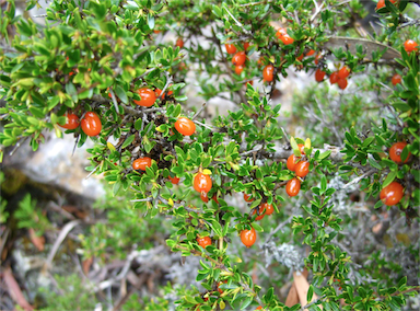 APII jpeg image of Coprosma nitida  © contact APII