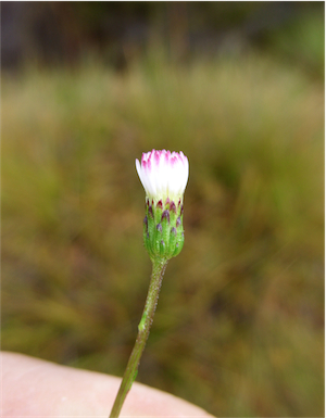 APII jpeg image of Erigeron pappocromus  © contact APII