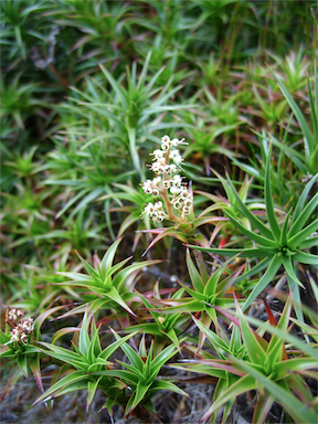 APII jpeg image of Richea gunnii  © contact APII