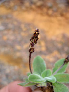 APII jpeg image of Plantago tasmanica var. archeri  © contact APII